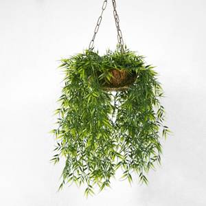 Hanging Plant