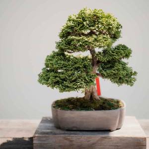 Bonsai Tree