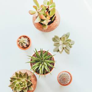 Assorted Indoor Succulents