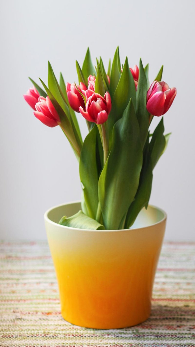 Tulip Pot