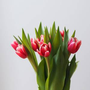 Tulip Pot